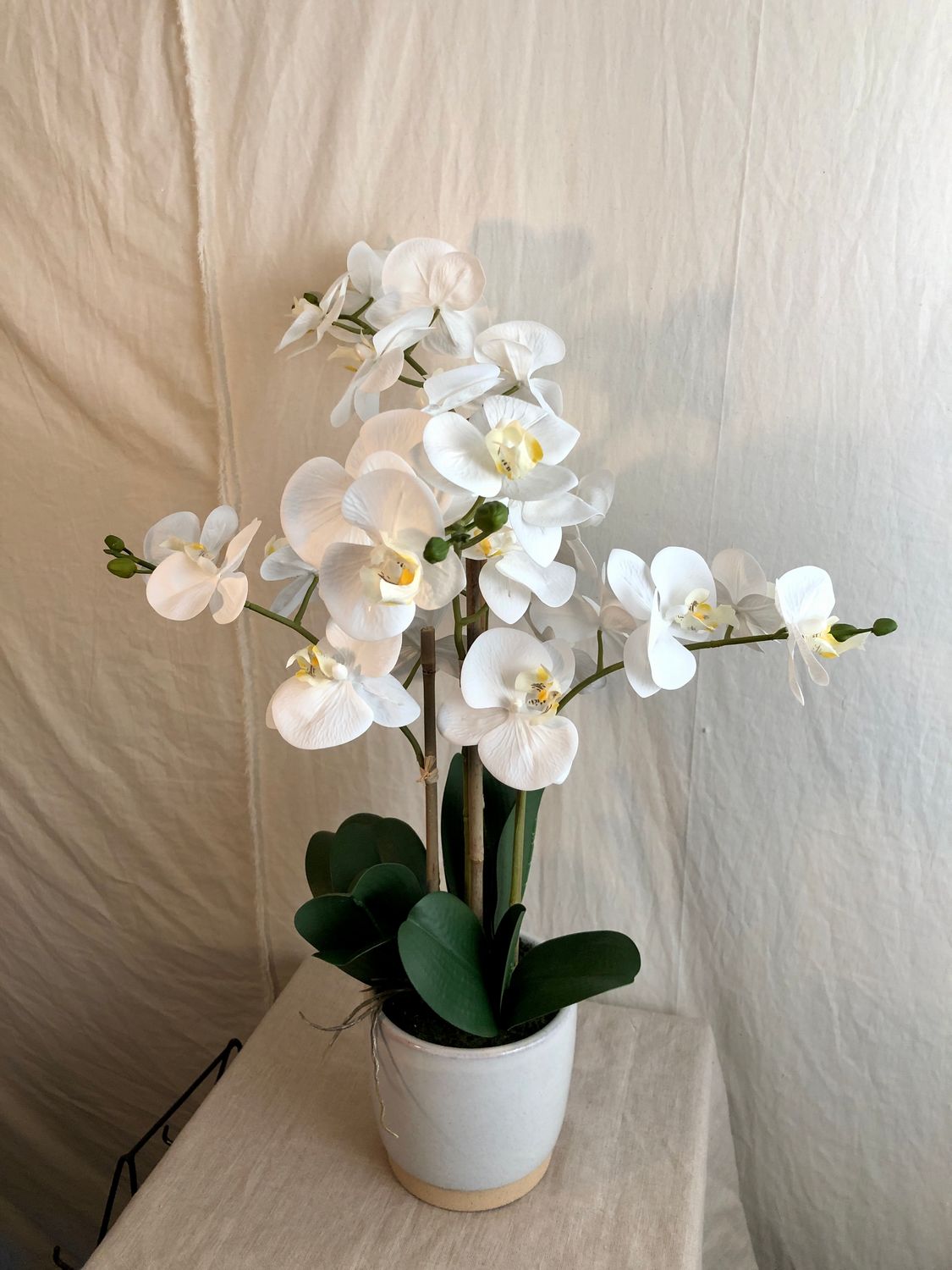 Phalaenopsis Orchid in Vase 26&quot;