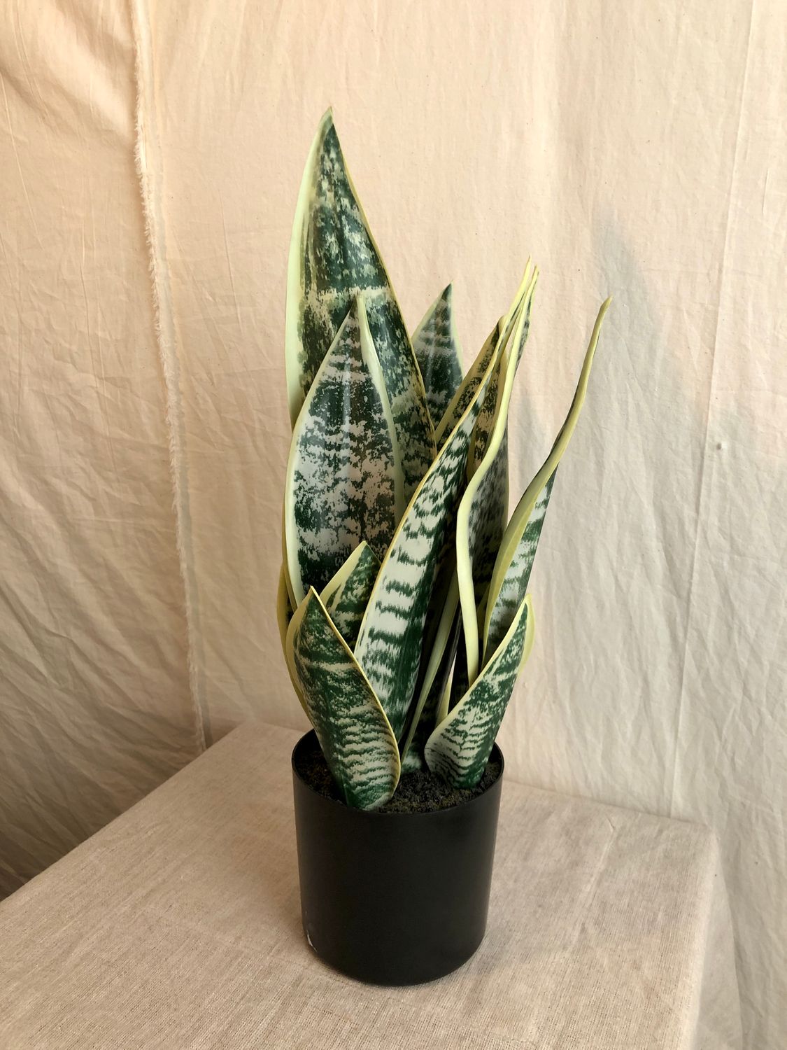 Sansevieria Plant in Pot 19&quot;
