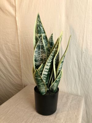 Sansevieria Plant in Pot 19&quot;