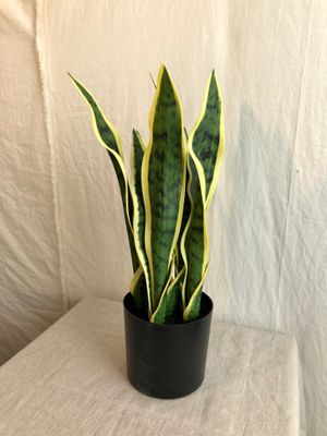 Sansevieria Plant in Pot 17&quot; Light Green