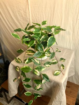 Hoya Hanging Plant 20.5&quot;