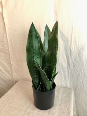 Sansevieria Plant in Pot 17&quot; Dark Green