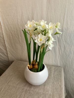Paperwhite in Ceramic Vase 14&quot;