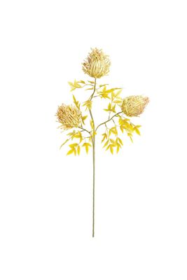 Botanica #3486