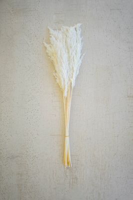 Bundle of 12 White Pampas Grass