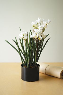 Botanica #3526 Potted Paper Whites