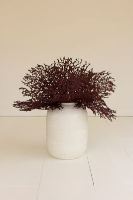 Botanica #2808 Botanica #2808