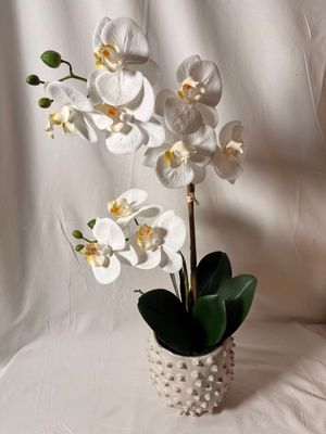 Phalaenopsis Plant in Ceramic Vase 22" Phalaenopsis Plant in Ceramic Vase 22"