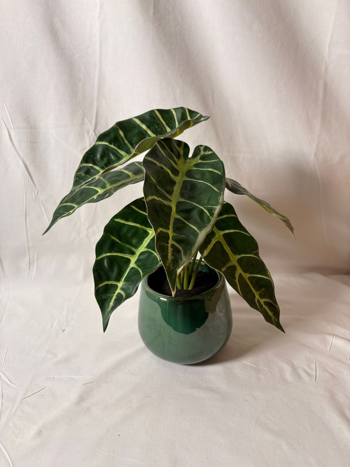 Alocasia Plant in Ceramic Vase 10"