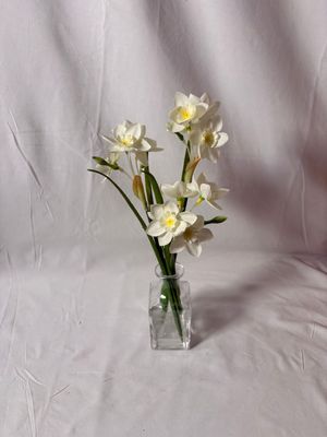 Paperwhite in Glass Vase 12.5" Paperwhite in Glass Vase 12.5"