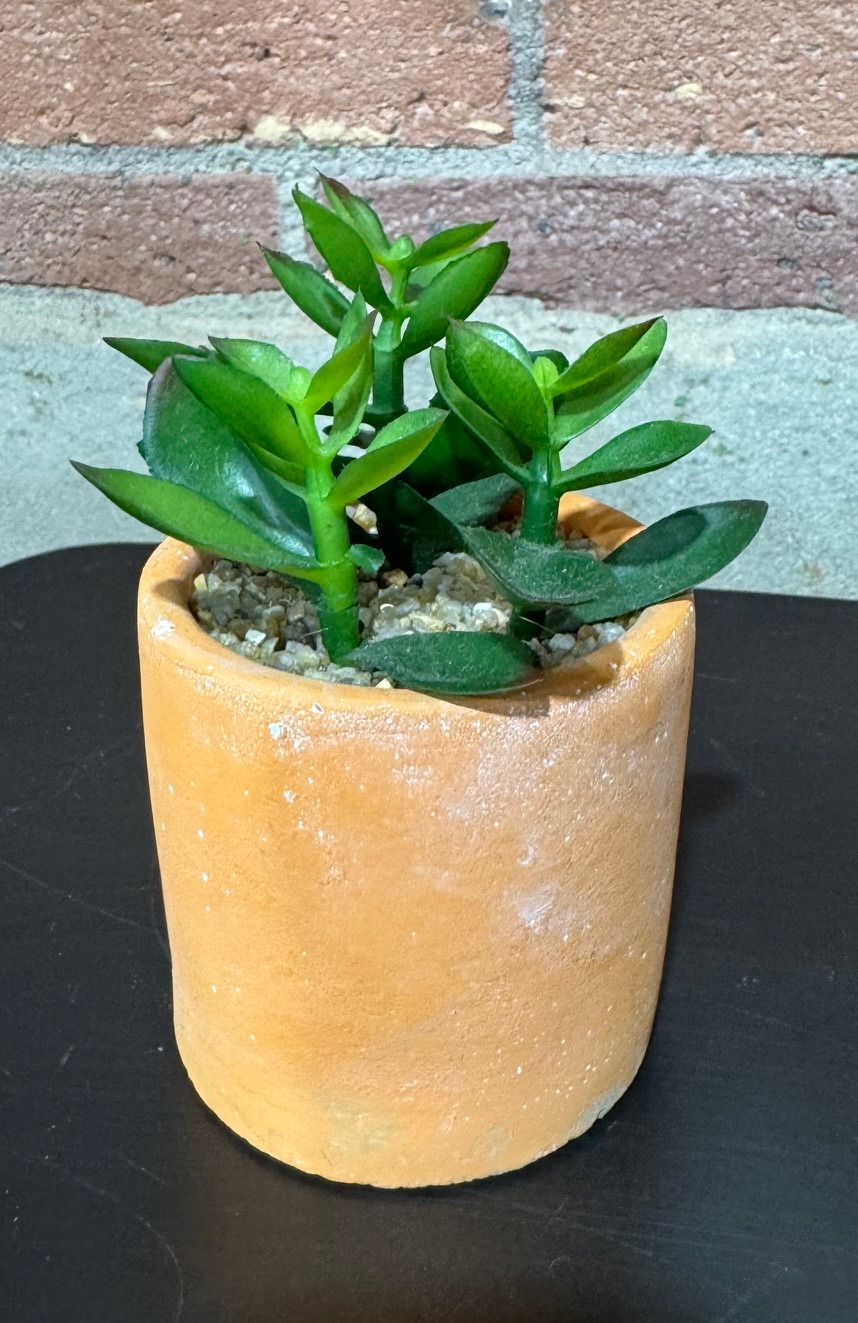 Succulent w/Terracotta Pot Succulent w/Terracotta Pot