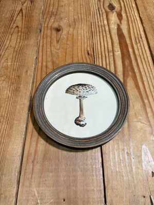 Round Framed Mushroom Print Under Glass IV Round Framed Mushroom Print Under Glass IV