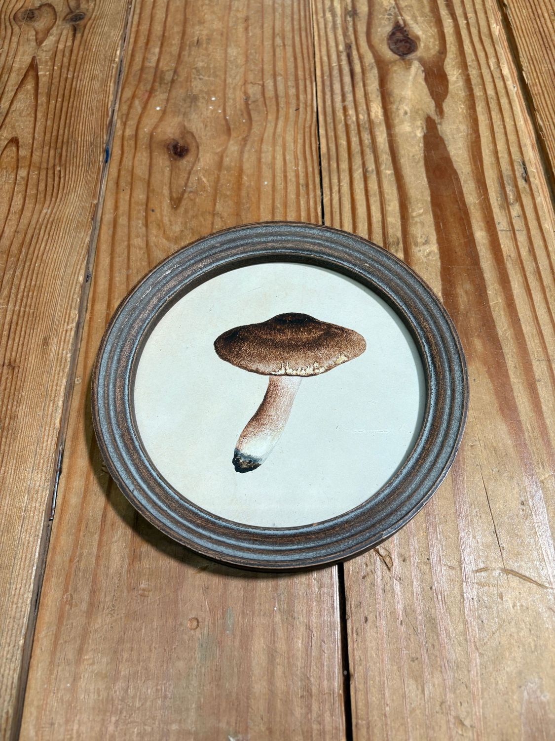 Round Framed Mushroom Print Under Glass I Round Framed Mushroom Print Under Glass I