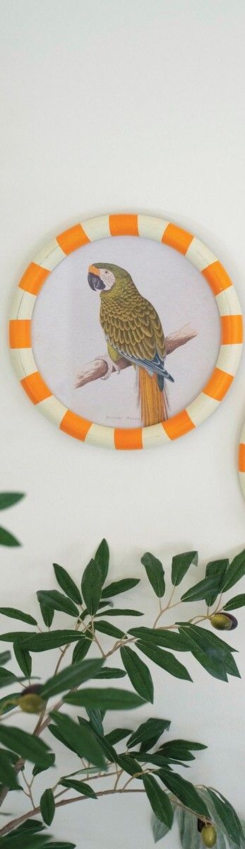 Round Framed Military Macaw Print Under Glass