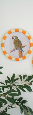 Round Framed Military Macaw Print Under Glass