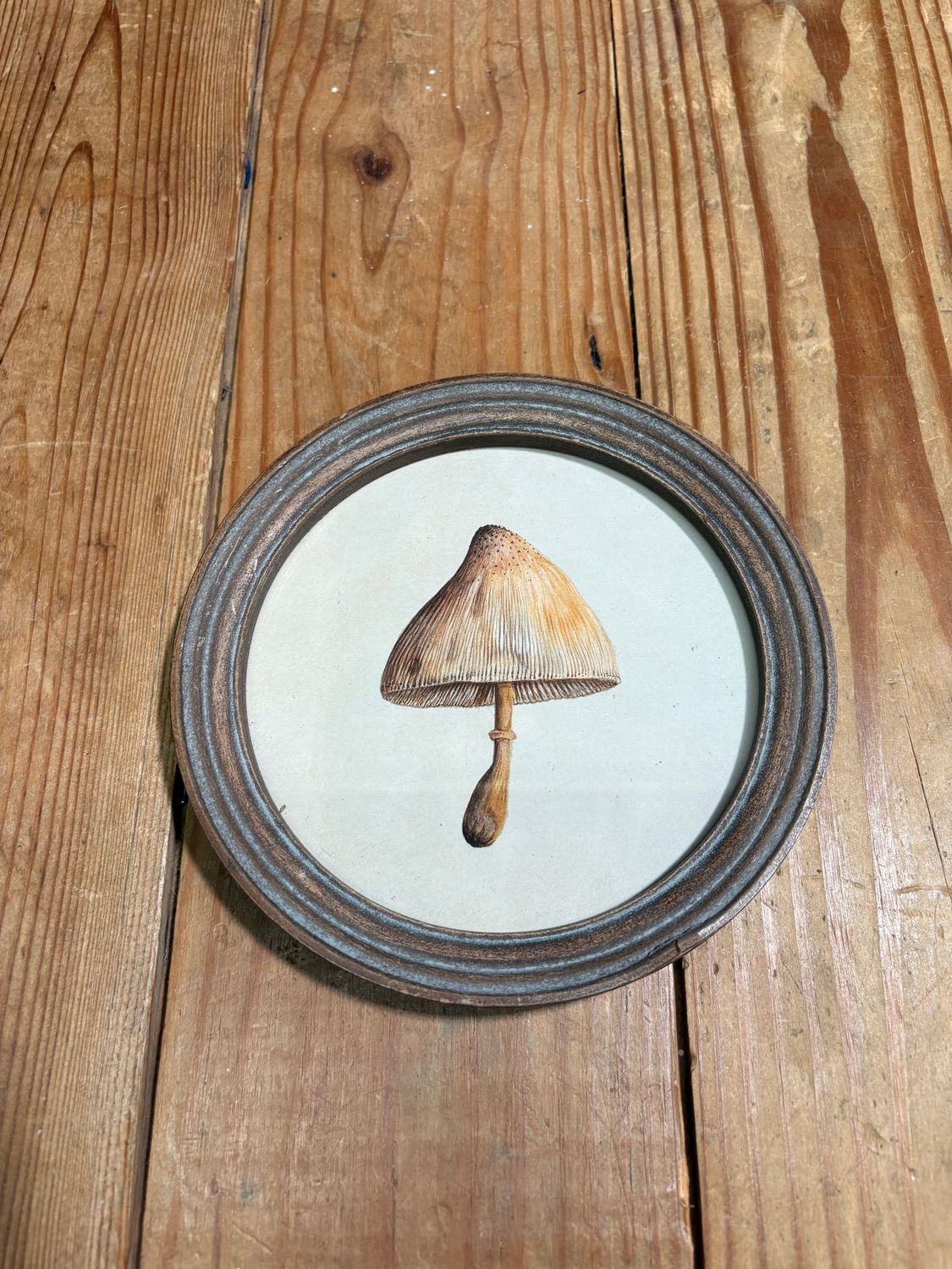 Round Framed Mushroom Print Under Glass V Round Framed Mushroom Print Under Glass V