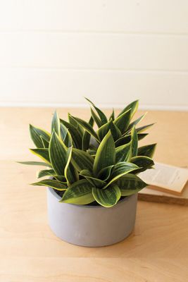 Artificial Hahnii in a Concrete Pot