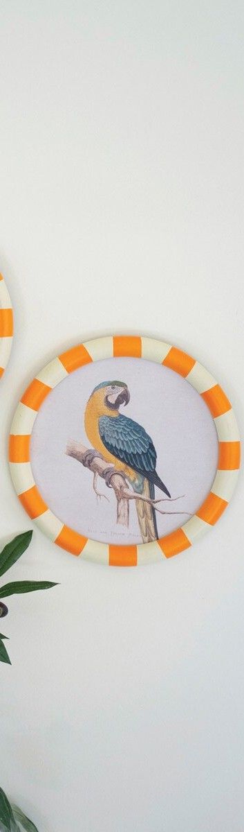 Round Framed Blue &amp; Yellow Macaw Print Under Glass