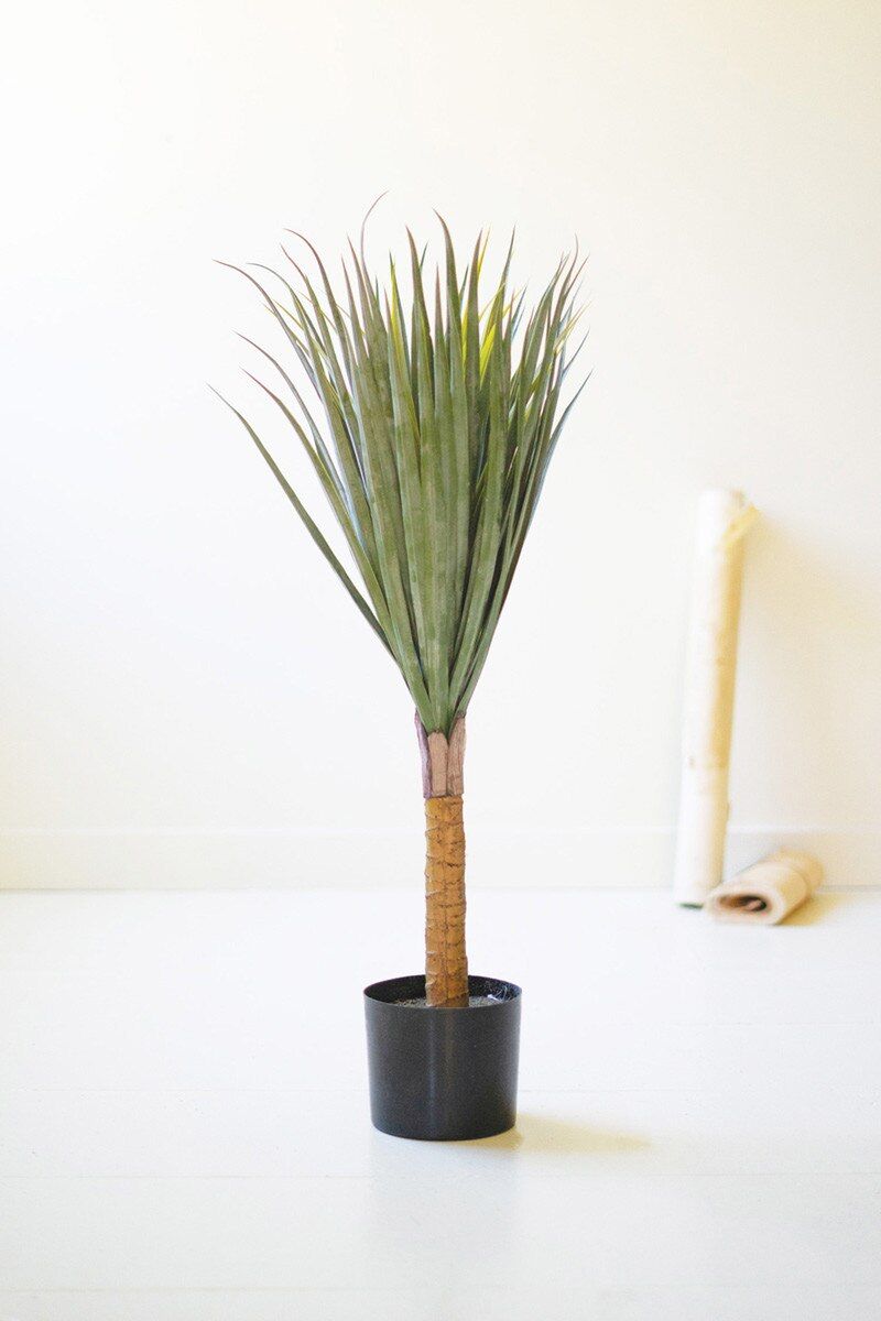 Botanica Spiky Yucca Tree in a Black Plastic Pot