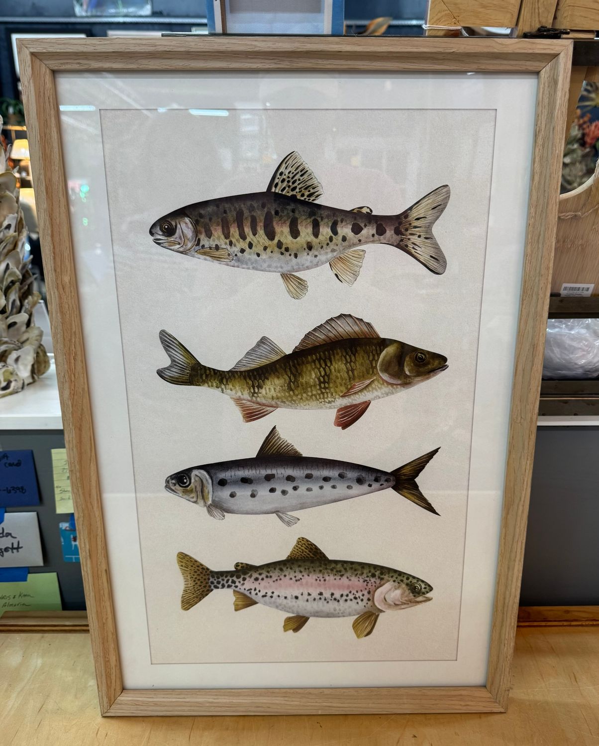Trout Fish Print Under Glass