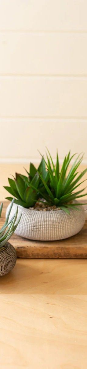 Succulent in Concrete Pot Lg