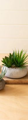 Succulent in Concrete Pot Lg