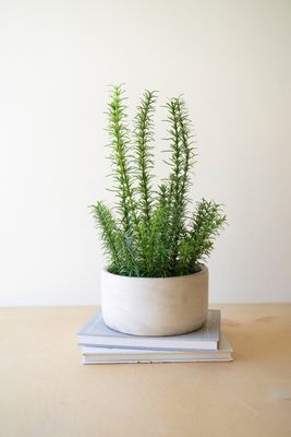 Artificial Rosemary Plant in Concrete Pot