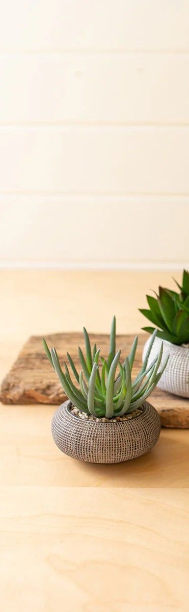 Succulent in Concrete Pot Sm