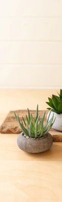 Succulent in Concrete Pot Sm