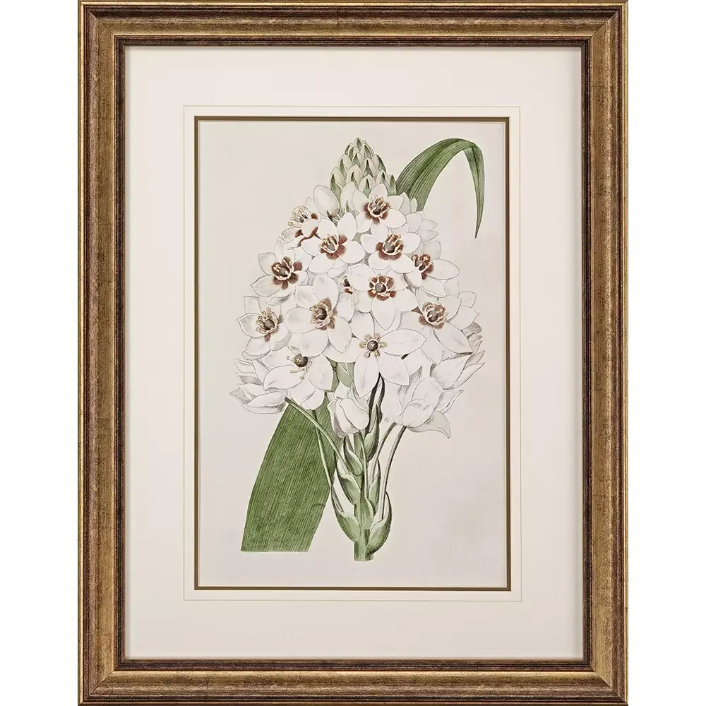 Flore Albo II 35x27 Flore Albo II 35x27