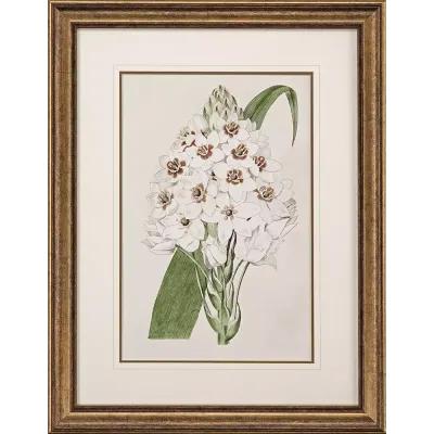 Flore Albo II  35x27