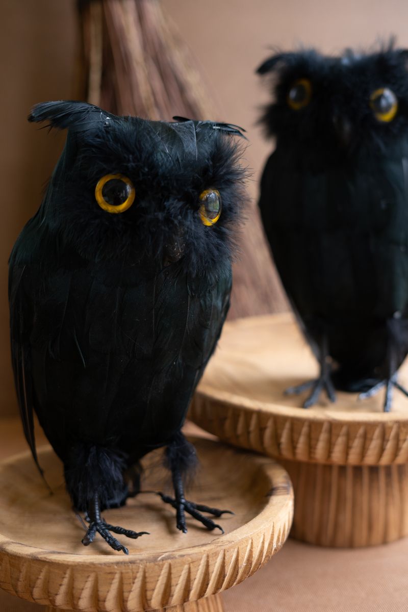 Owl w/Black Feathers Owl w/Black Feathers