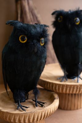 Owl w/Black Feathers