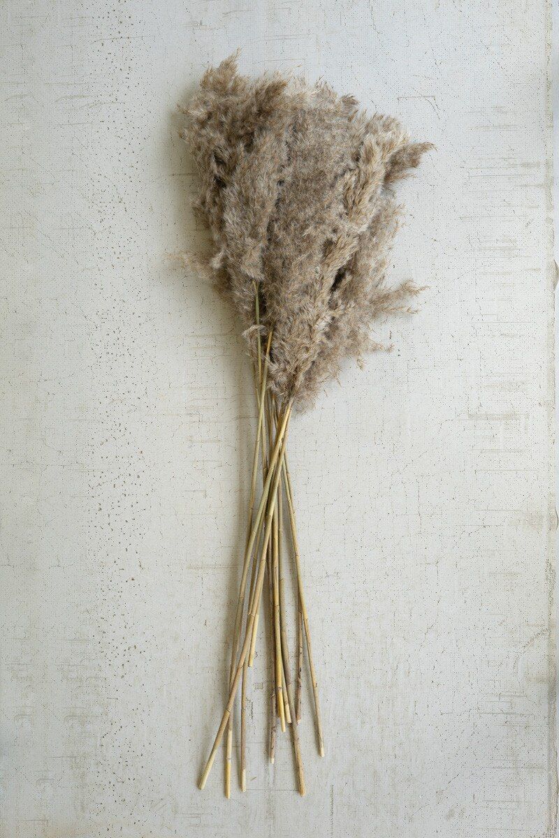 Large Bundle of Natural Pampass Grass