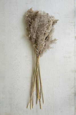 Large Bundle of Natural Pampass Grass