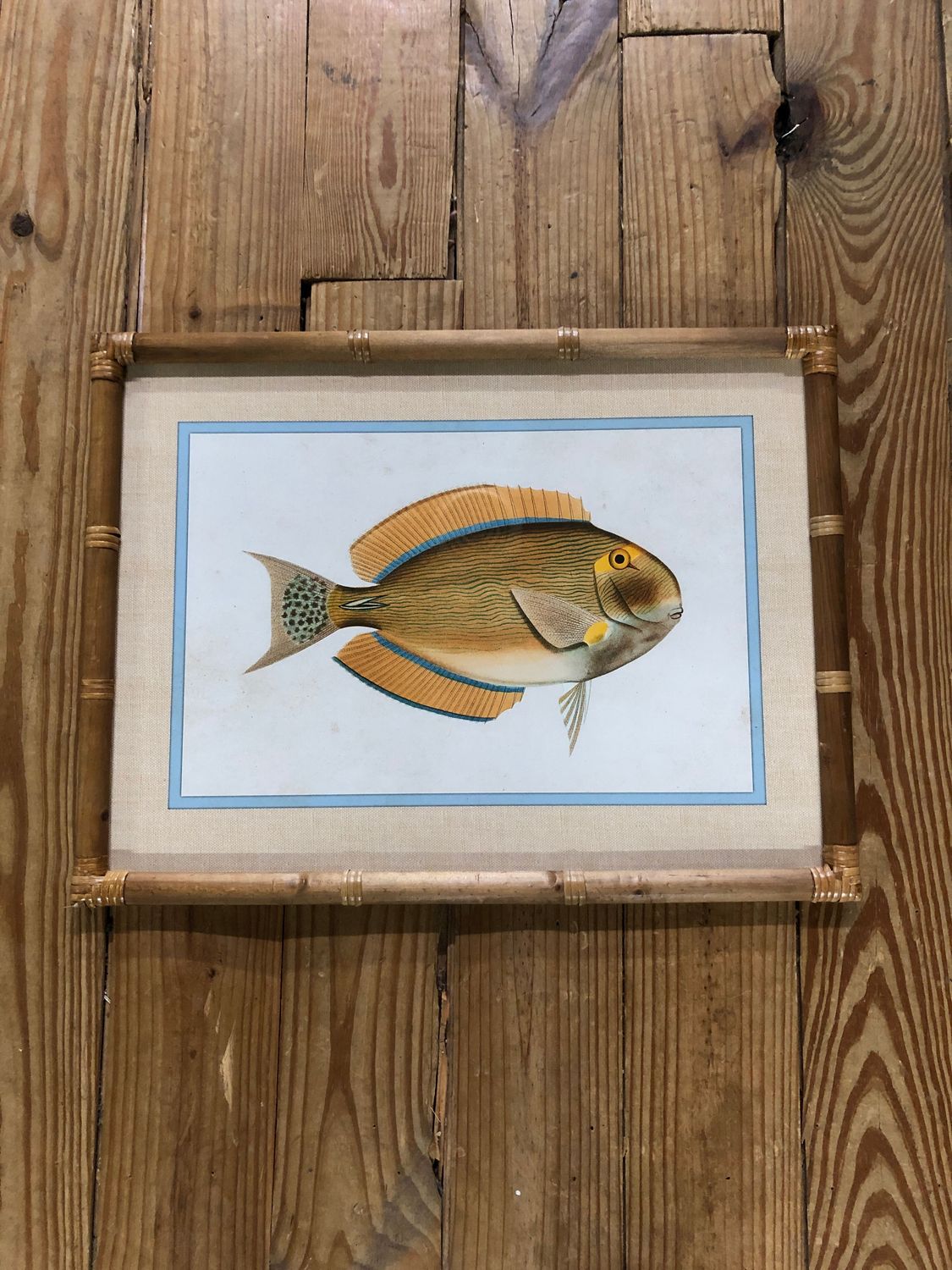 Framed Fish Print Under Glass II Framed Fish Print Under Glass II
