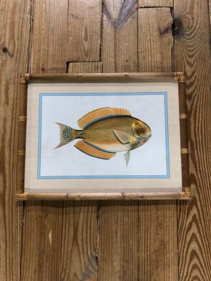 Framed Fish Print Under Glass II