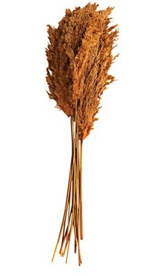 Large Bundle of Auburn Pampass Grass