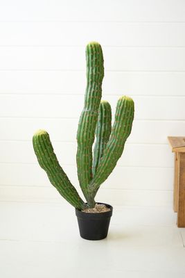 Artificial Multi Trunk Cactus in a Plastic Pot Artificial Multi Trunk Cactus in a Plastic Pot