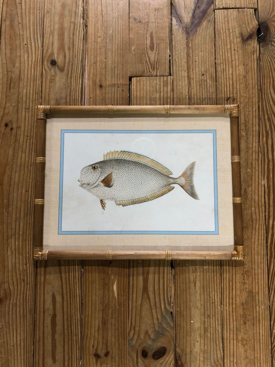 Framed Fish Print Under Glass I Framed Fish Print Under Glass I