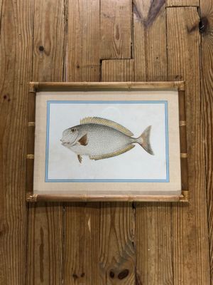 Framed Fish Print Under Glass I