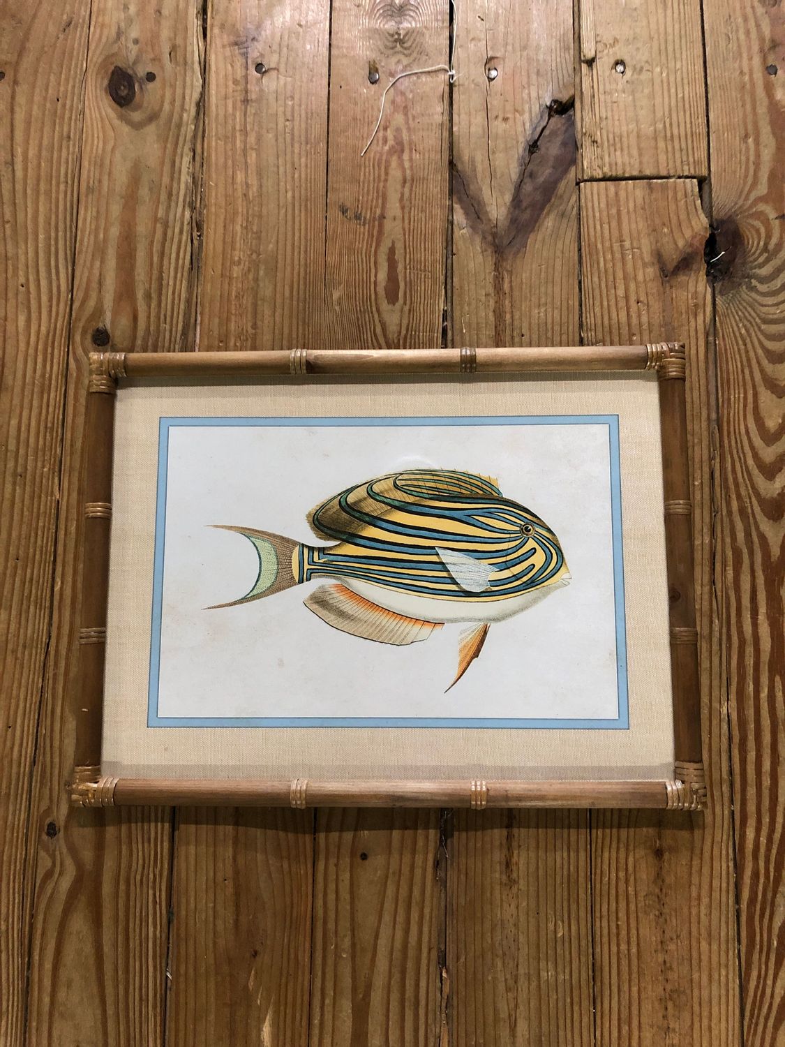 Framed Fish Prints Under Glass II Framed Fish Prints Under Glass II