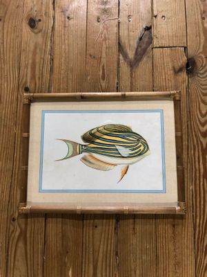 Framed Fish Prints Under Glass II
