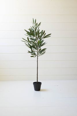 Eucalyptus Tree in a Black Pot Eucalyptus Tree in a Black Pot