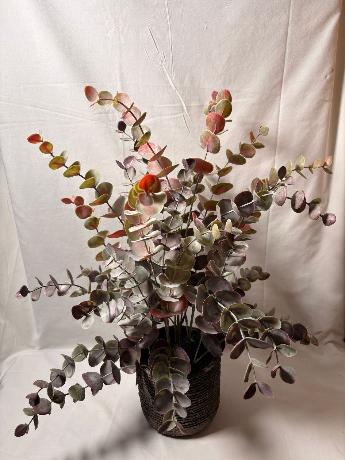 Eucalyptus Plant in Textured Pot