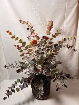 Eucalyptus Plant in Textured Pot Eucalyptus Plant in Textured Pot