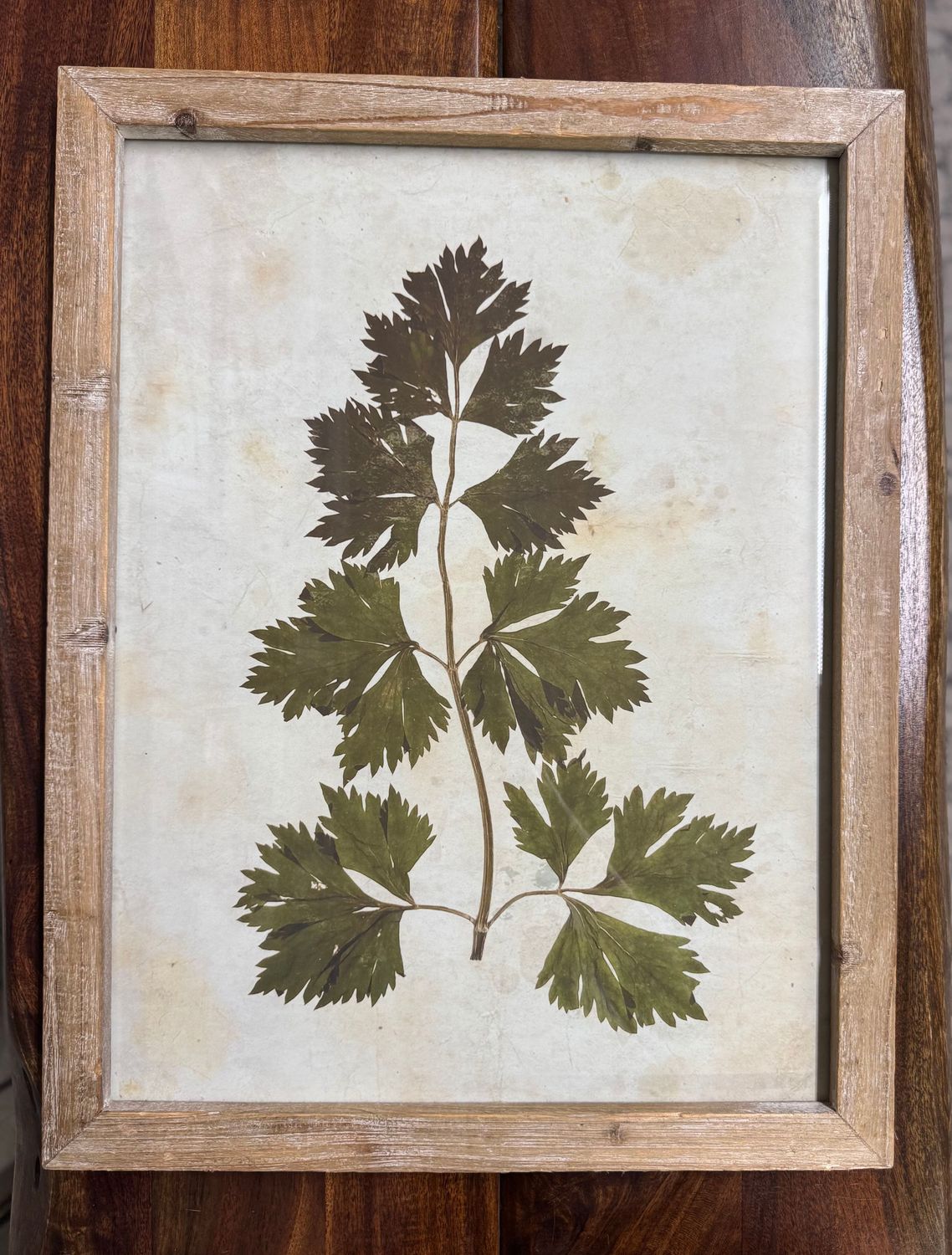 Leaf Print Under Glass IV