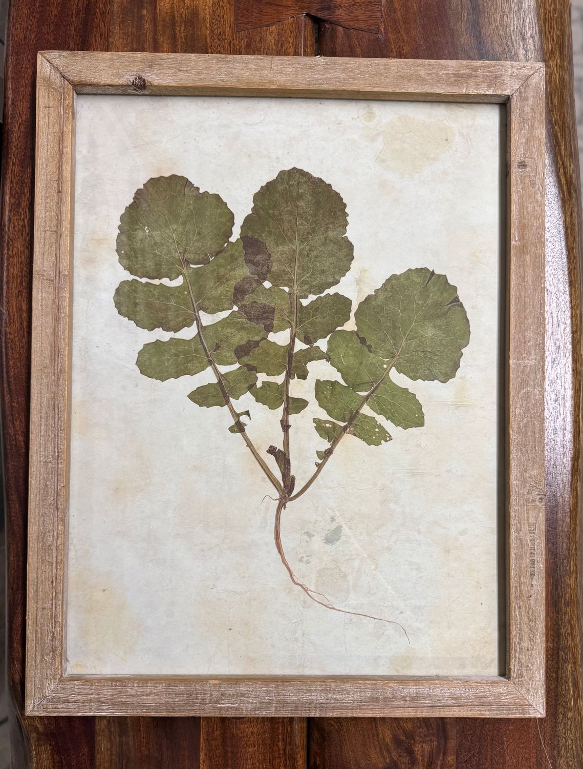 Leaf Print Under Glass VI