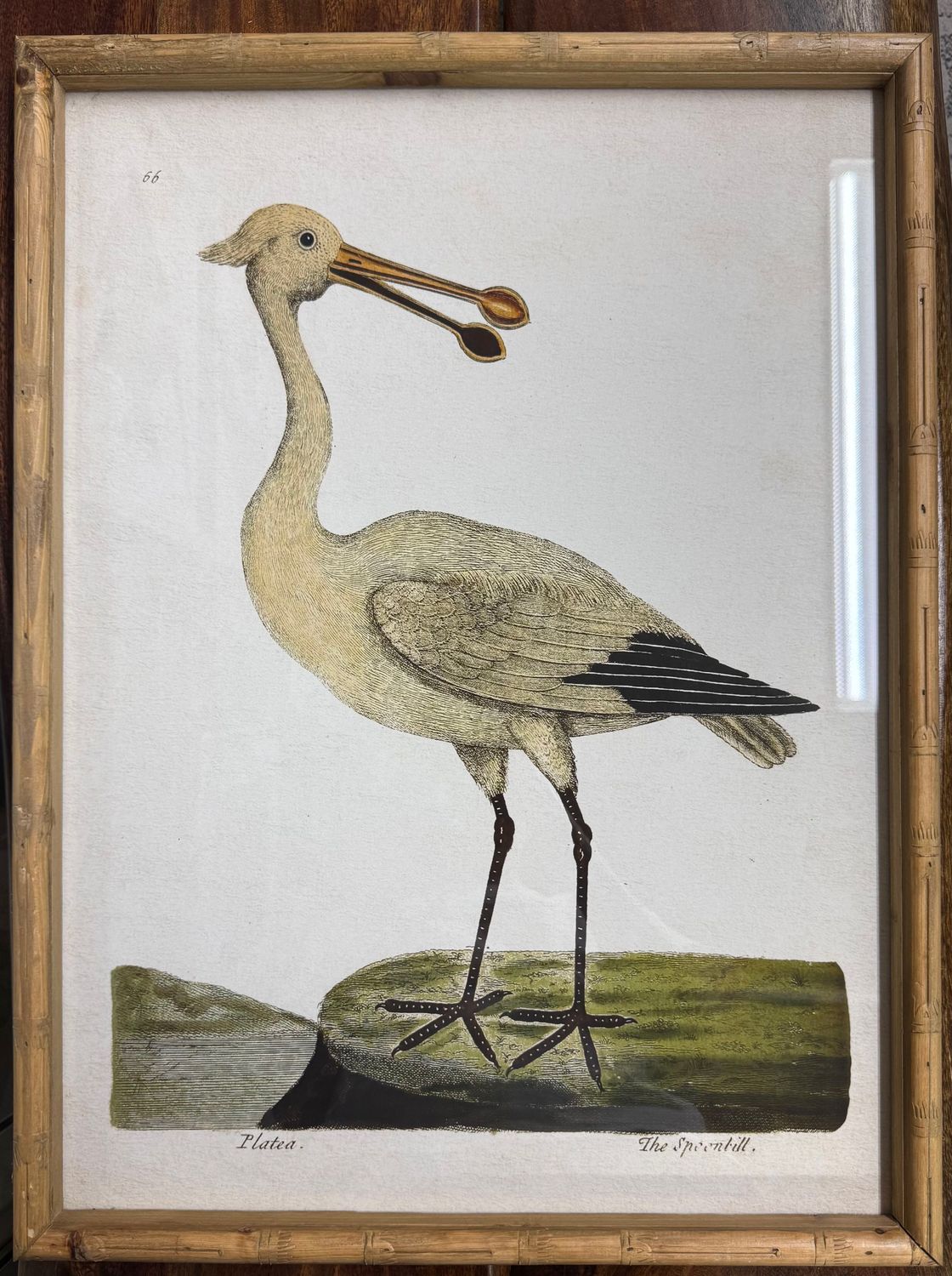 Framed Shorebird Under Glass I