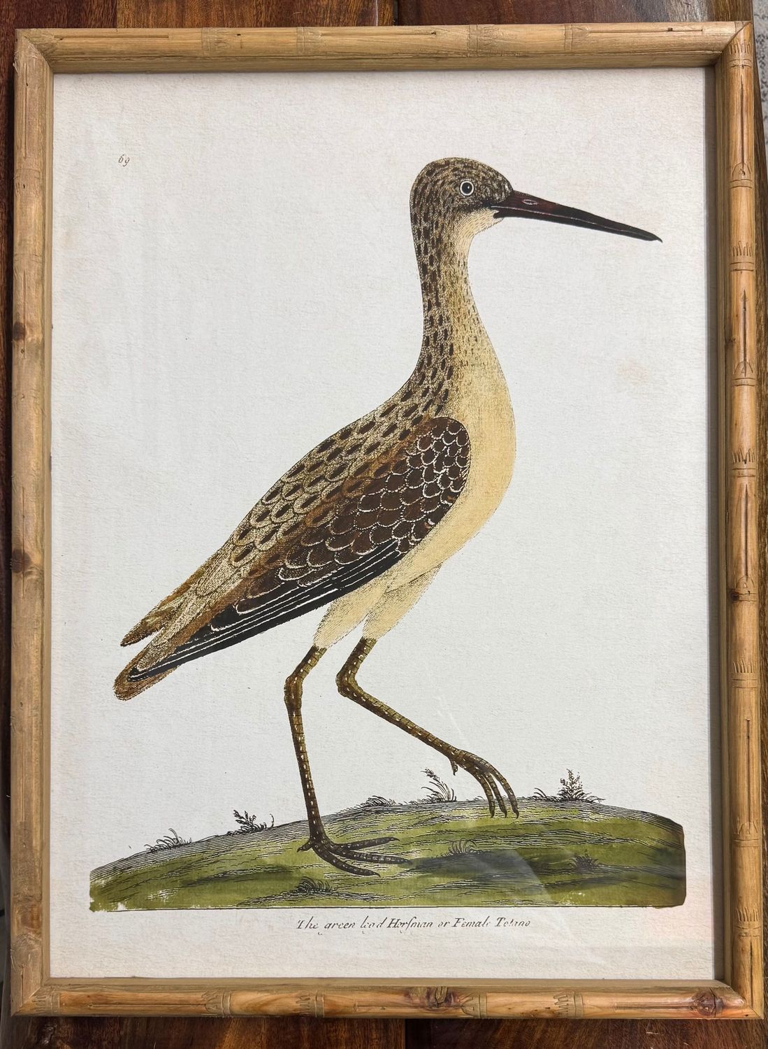 Framed Shorebird Under Glass II